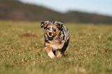 BERGER AUSTRALIEN PUPPIES 753